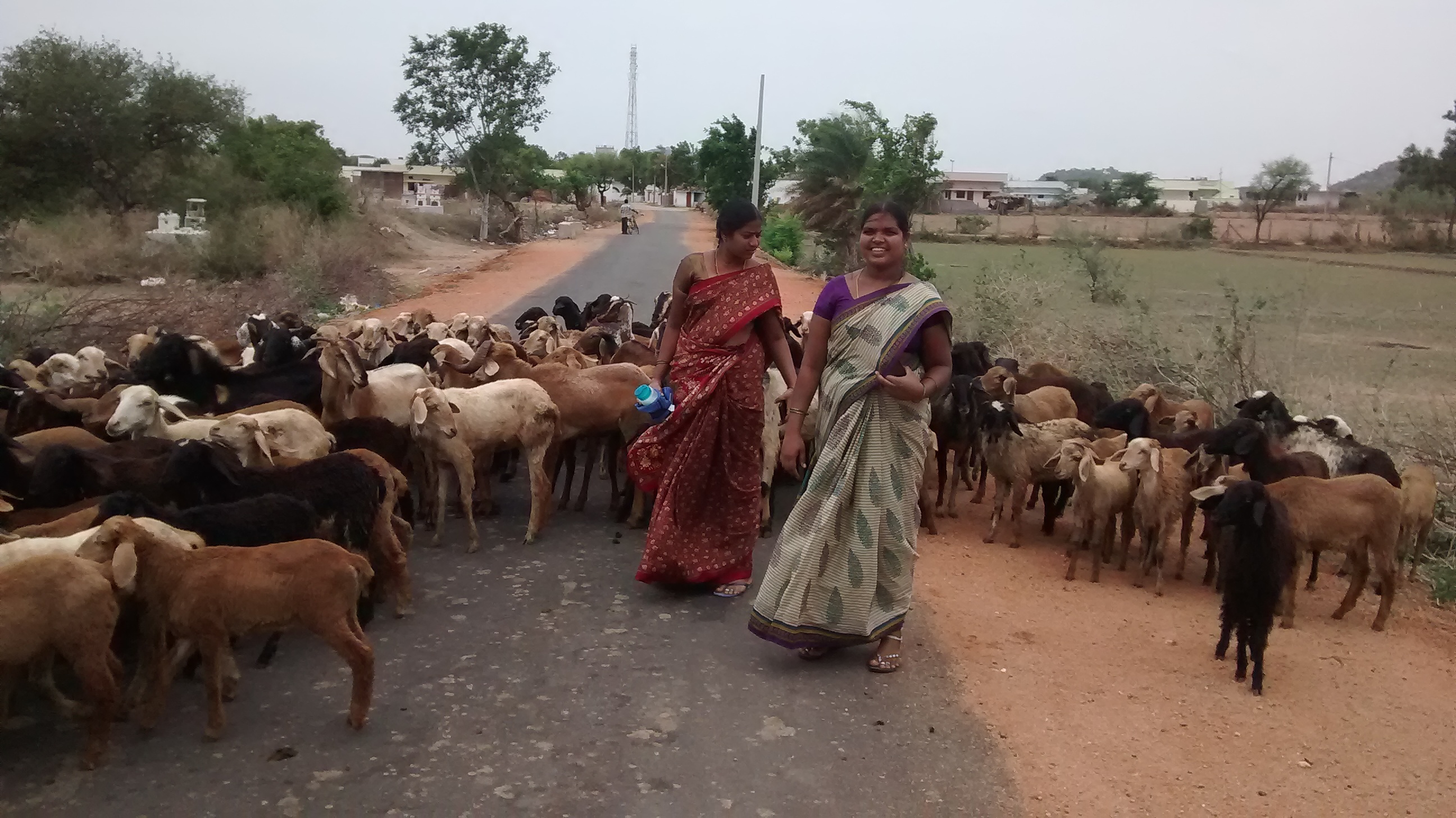 GOAT FARMING