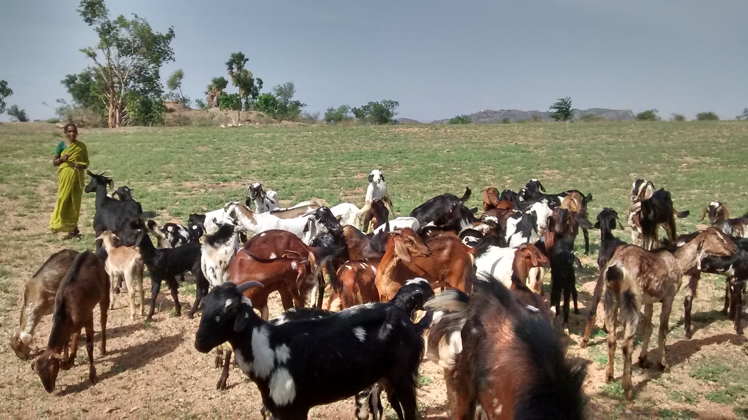 GOAT FARMING