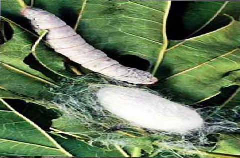 Silk_production