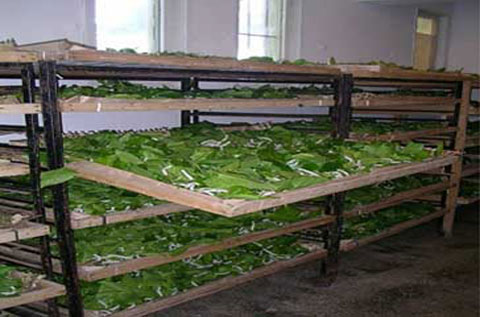 Silk_production